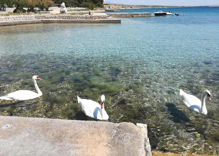 Matosevic, Pag-kosljun Košljun